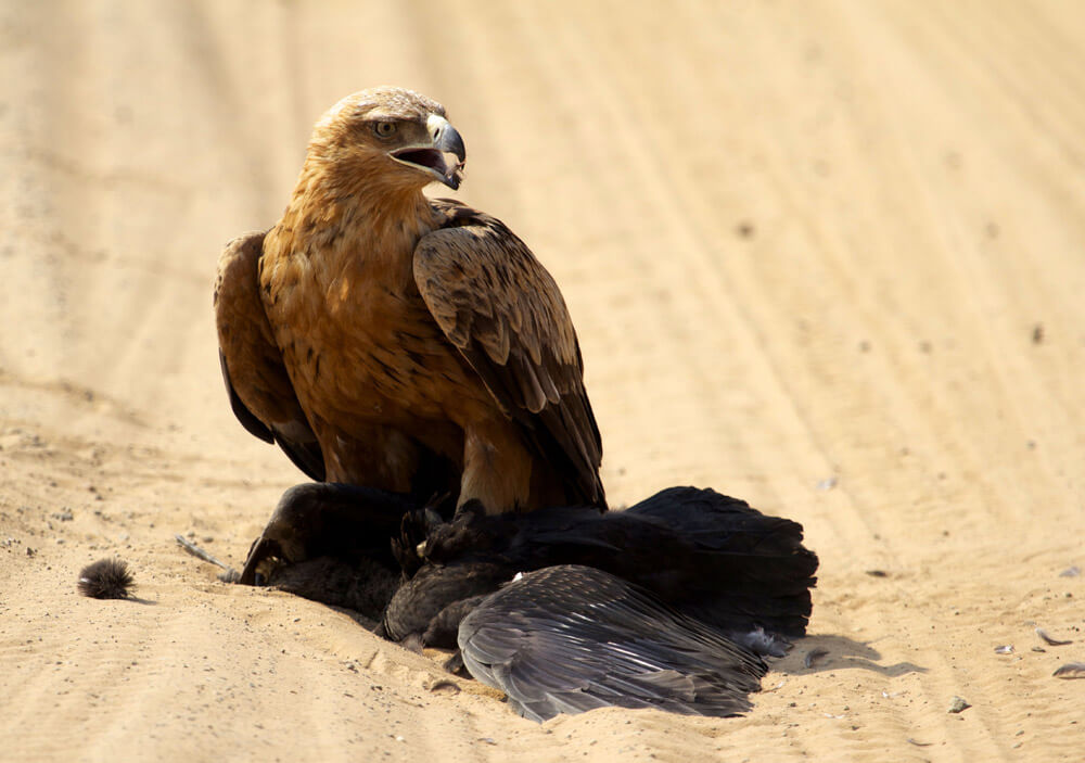 Tawny eagle kill on safari in Chobe, Botswana