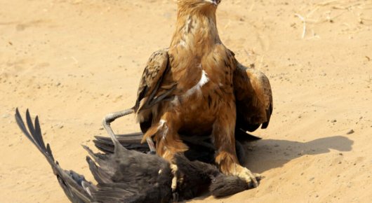 Tawny eagle kill on safari in Chobe, Botswana