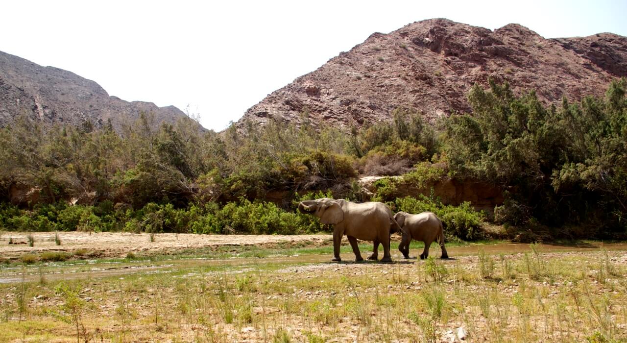 Desert adapted Elephants drinking from the Hoarusib river