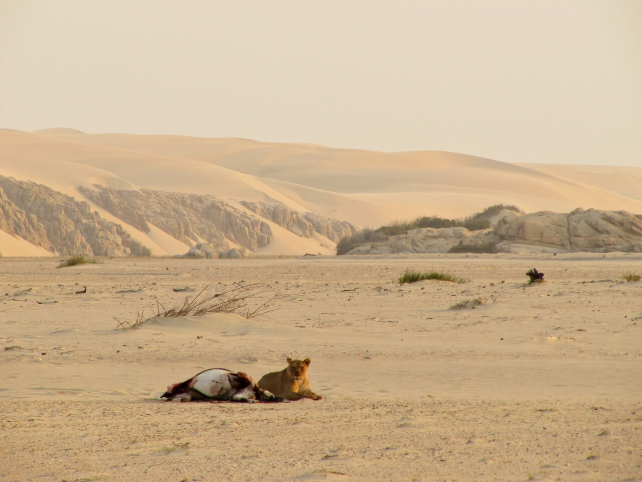 In the Hoarusib river bed we found a lioness on an oryx kill with the Atlantic ocean beyond the distant sand dunes
