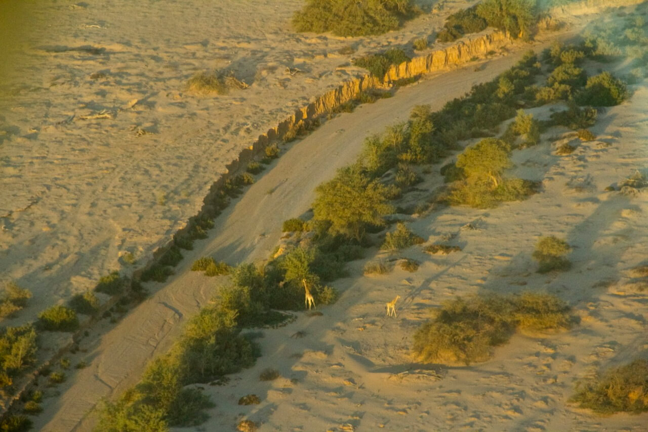 Giraffe sighting from the air – in the Hoanib river bed