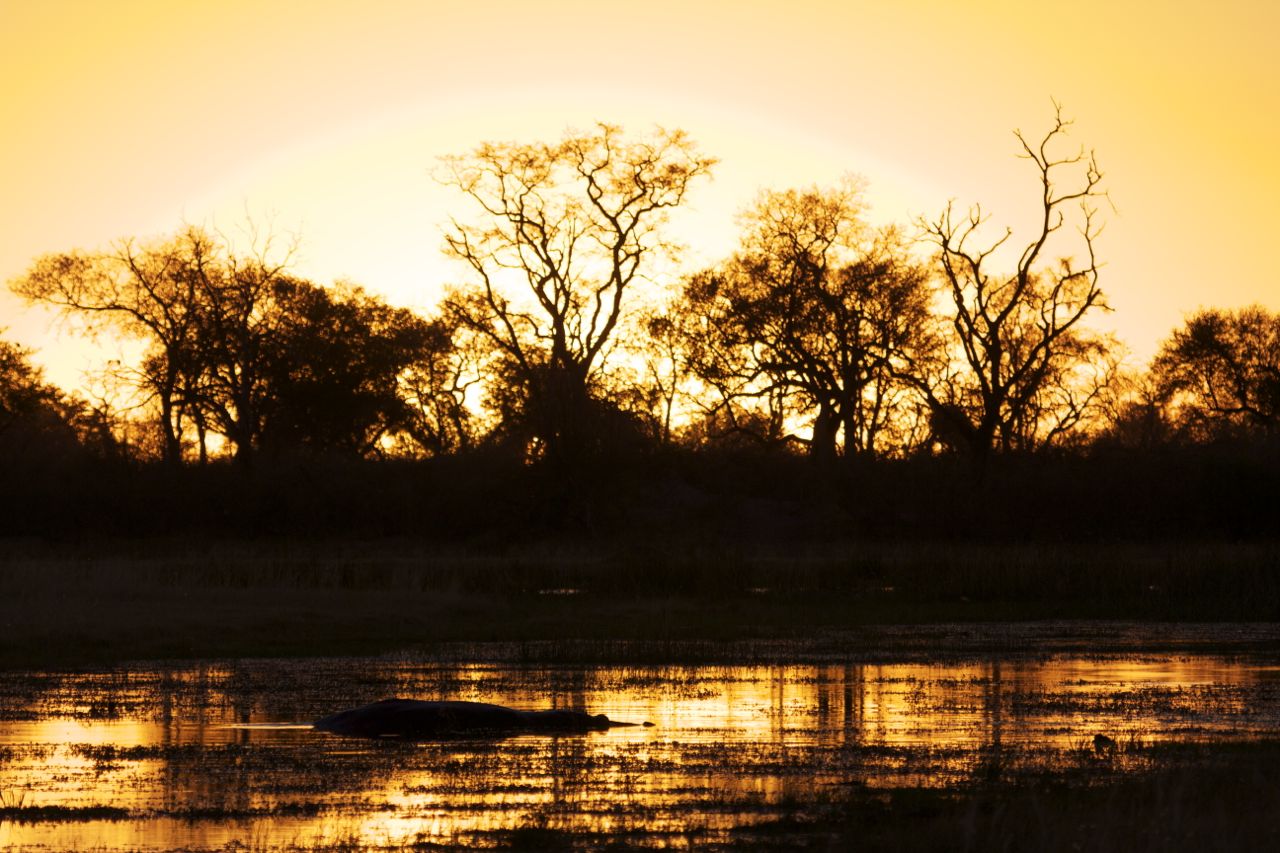 Botswana is no exception when it comes to the famed African sunsets. Here a hippo seen in a Delta pan at last light