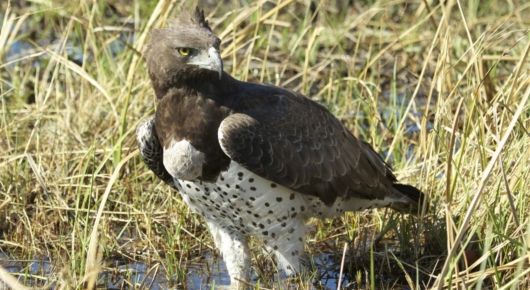A martial eagle quenches its thirst after a large meal – note its full crop