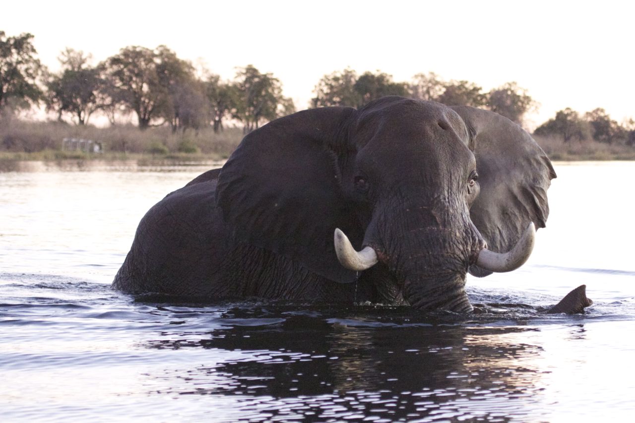 An elephant bull crosses the Linyanti river