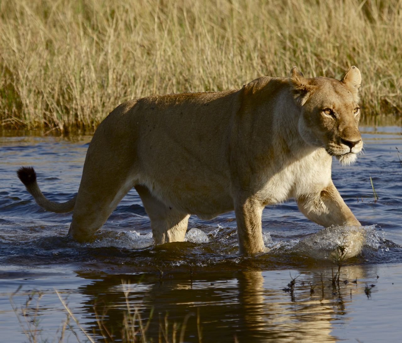 The lions of the Okavango Delta are adept at living in a watery environment