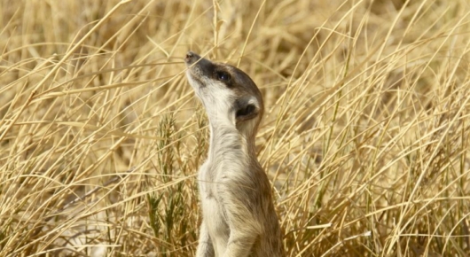 A meerkat searches the skies for an aerial predator