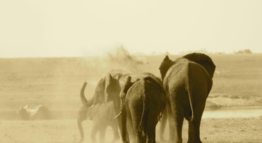 Elephants dust bathing on the Chobe river bank