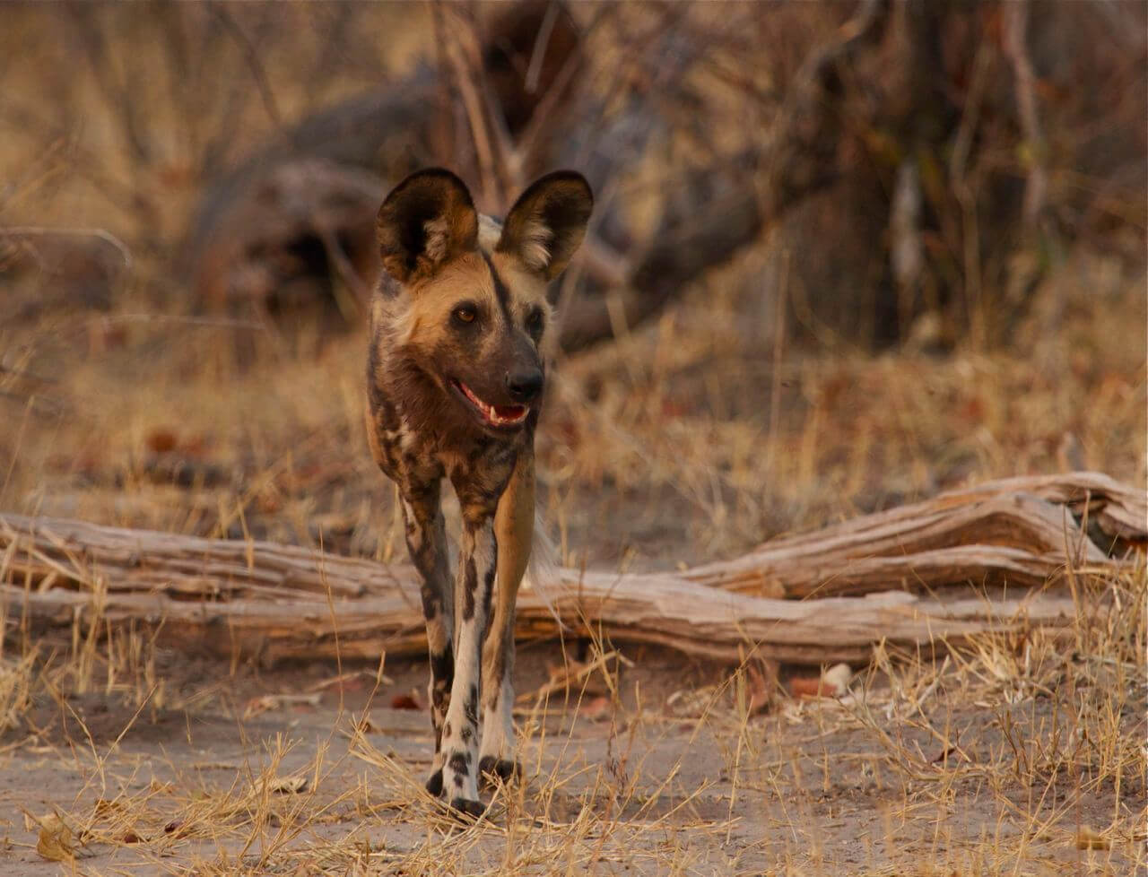 Botswana is one of the best places to find the endangered African wild dog. This one seen with its pack in the Linyanti in northern Botswana