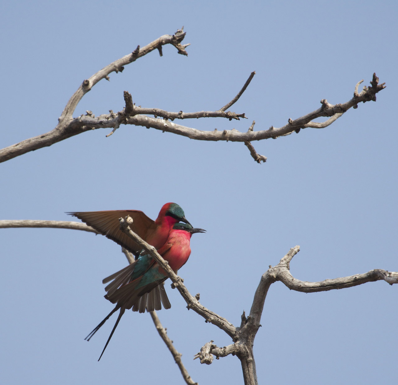 Carmine bee-eaters mating in early spring along the Chobe, where huge flocks congregate from September