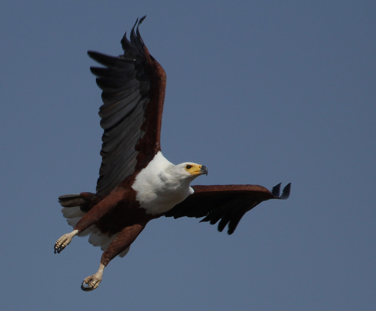 The king of the waterways – a fish eagle takes flight
