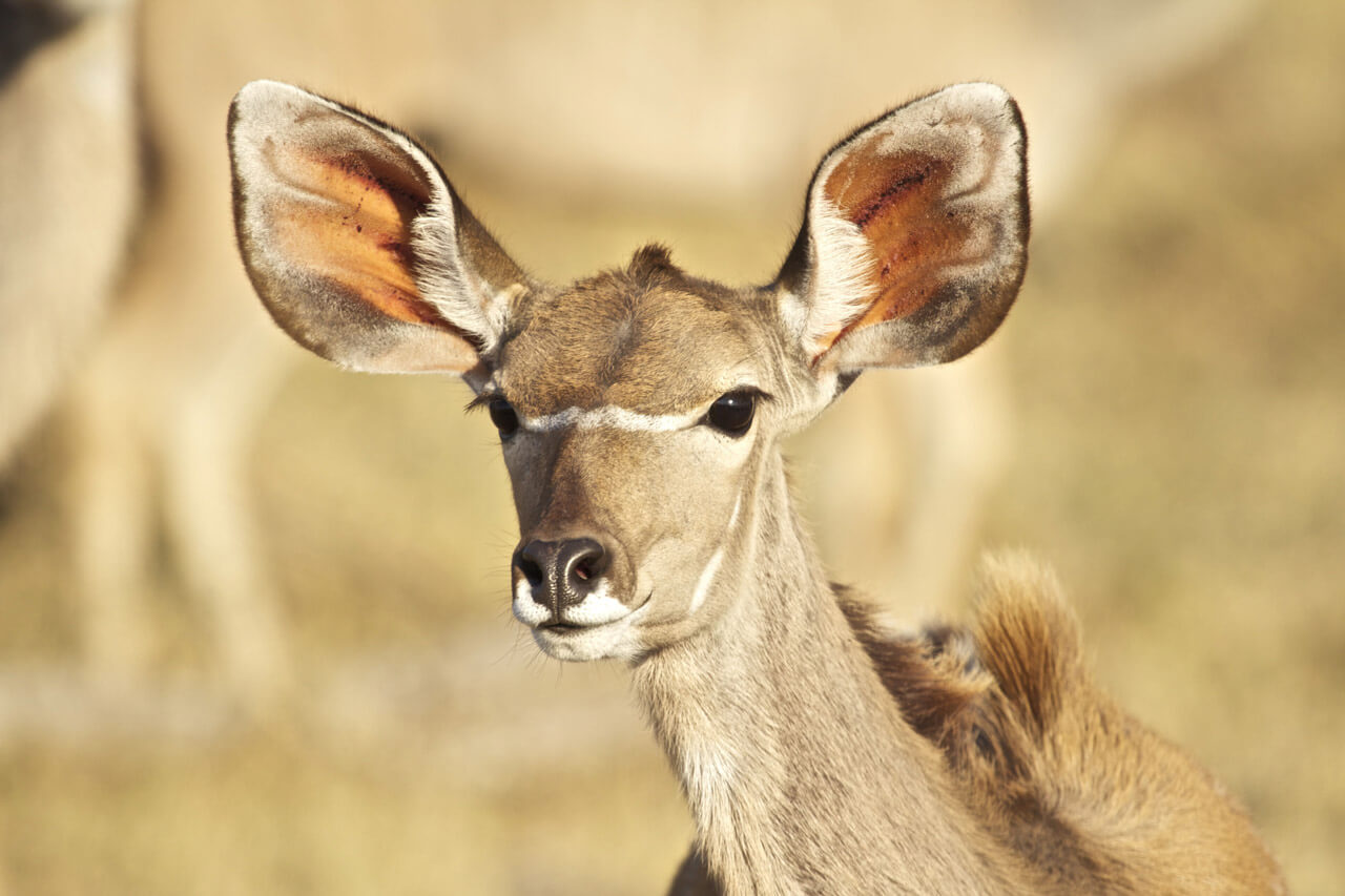 A beautiful kudu on the lookout