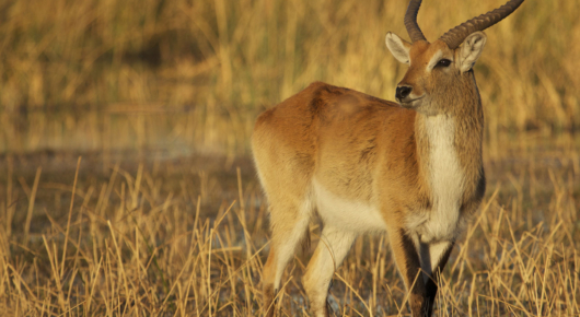 Red lechwe in golden afternoon light