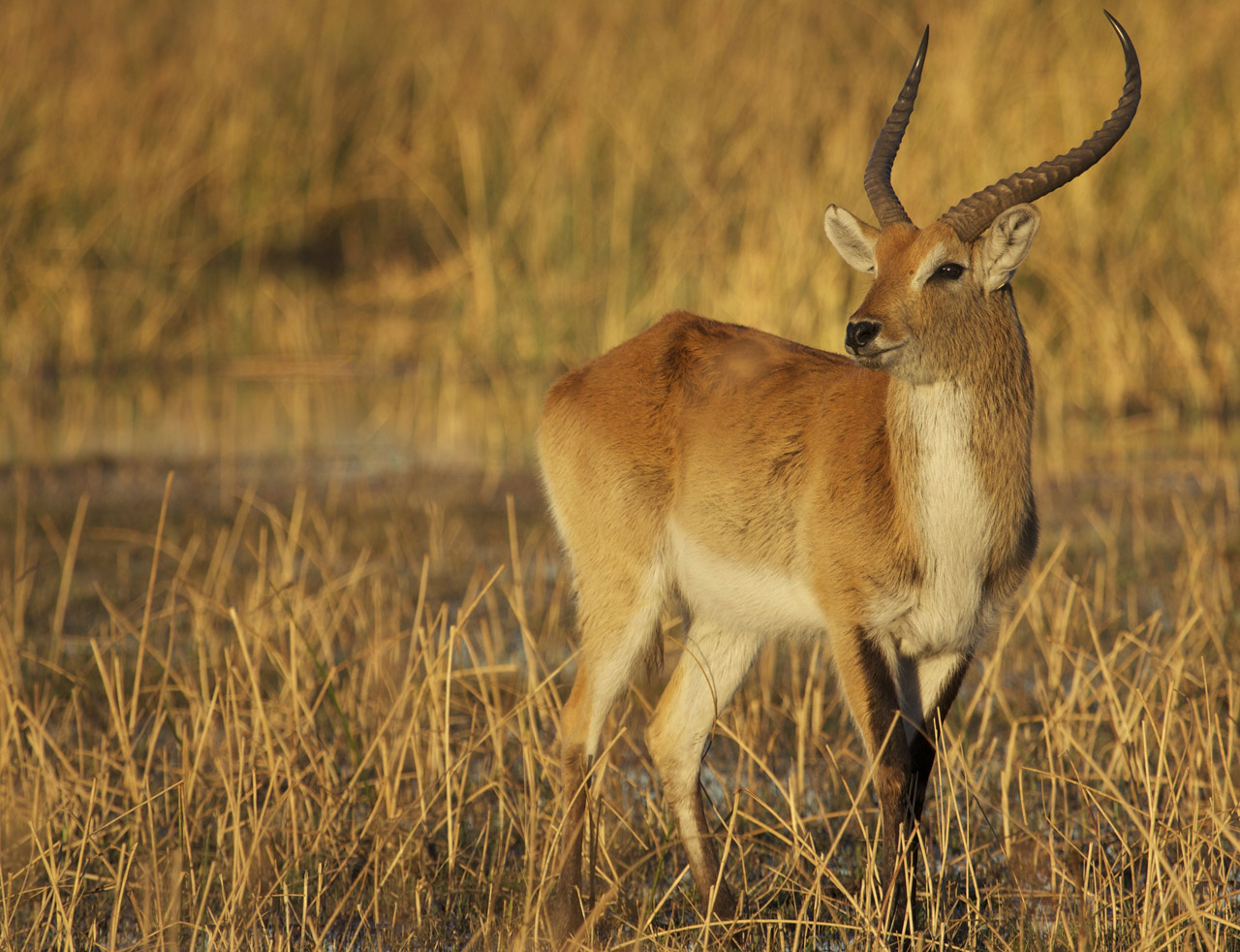 Red lechwe in golden afternoon light