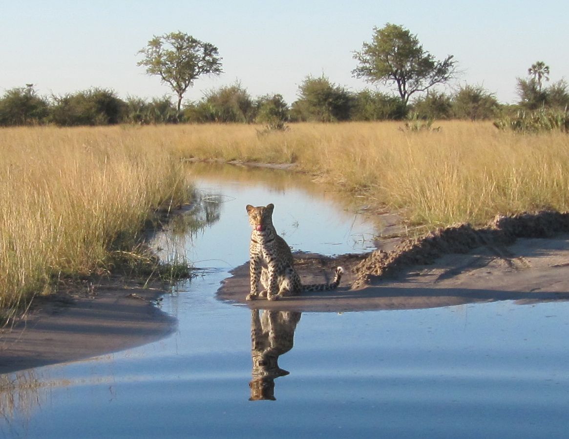 This leopard met us on the other side of a water crossing on a game drive through the Delta