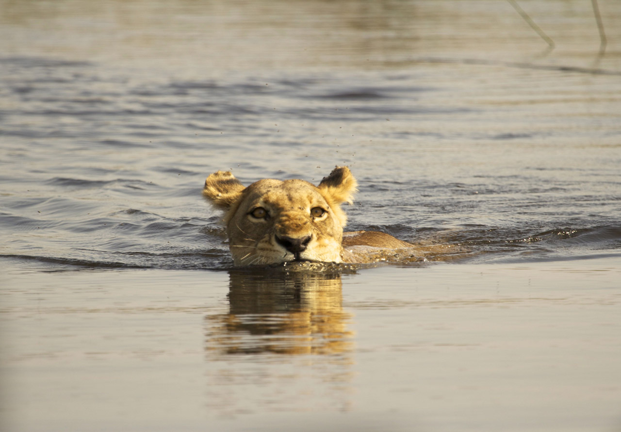 A lioness swims between Delta islands