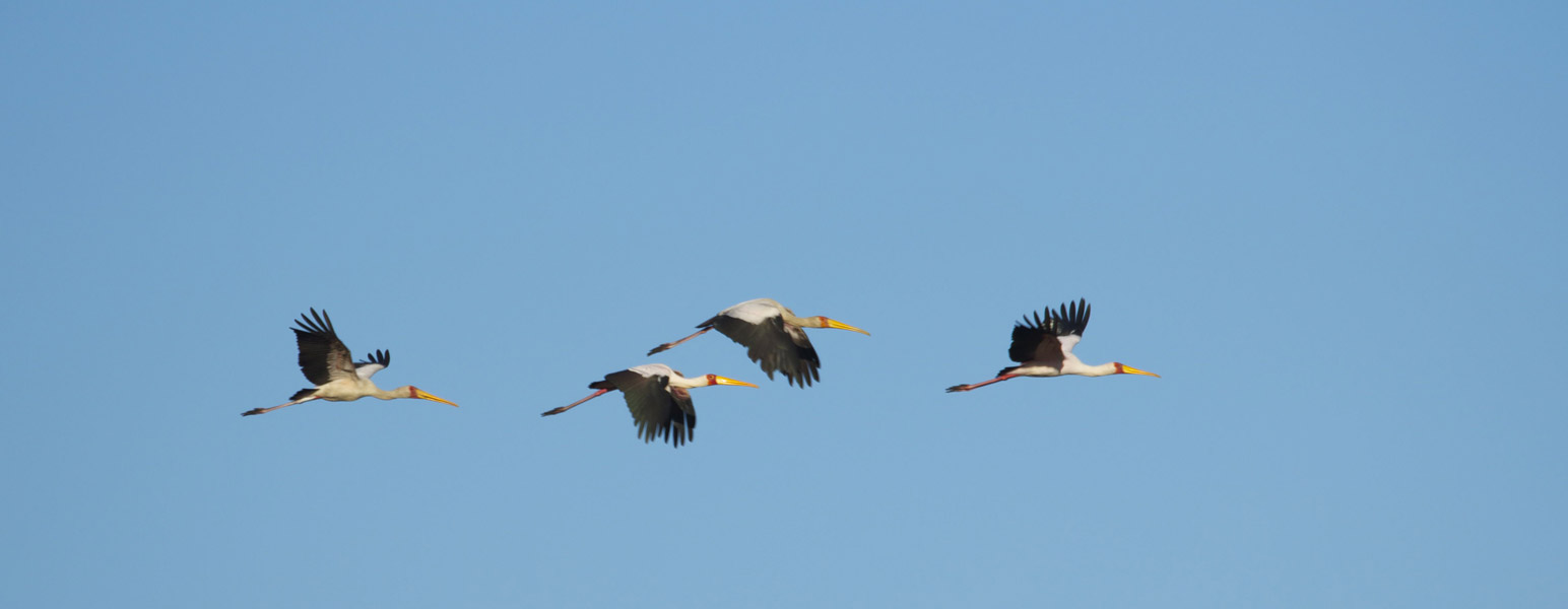 Yellow billed storks on the move