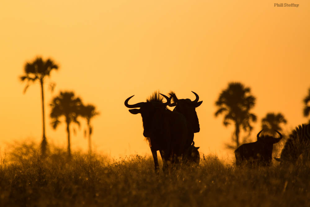 Wildebeest decorate a kalahari sunset