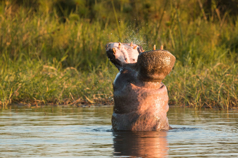 A hippo shows us who’s boss