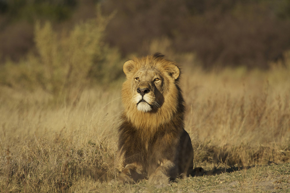 A beautiful male lion graces our camp surrounds in Moremi