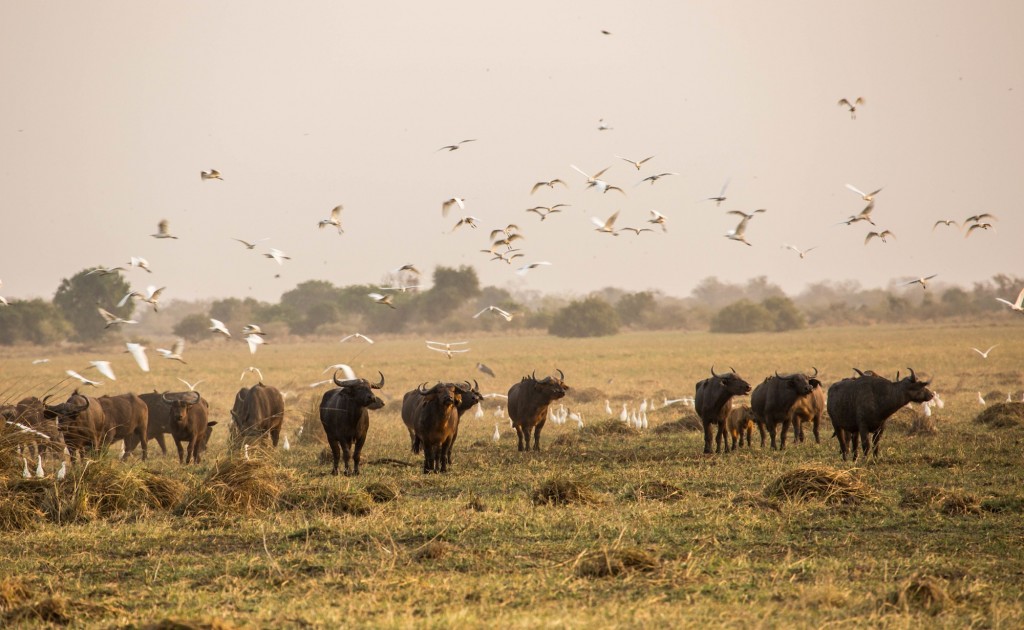 Buffalo and cattle egrets