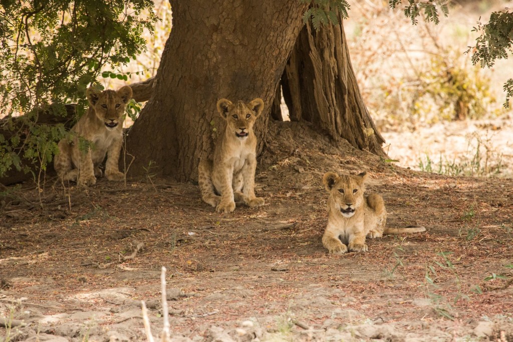These lion cubs were stashed under a tree as their mother went off on an afternoon hunt