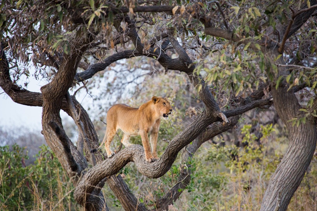 We found a pride of 6 lions soon after arriving in Zakouma. A tree lookout appeared to signify the start of the evening’s activities