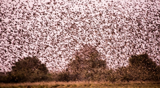The red-billed quelea flocks are on a scale I haven’t seen elsewhere in Africa