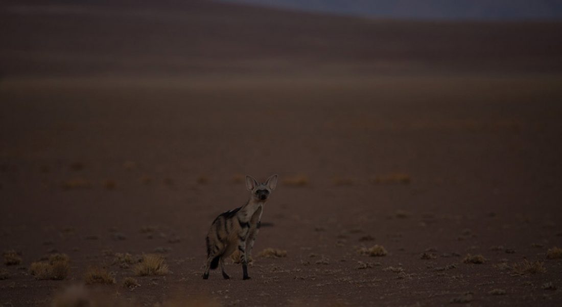 Namibia Expedition Sightings