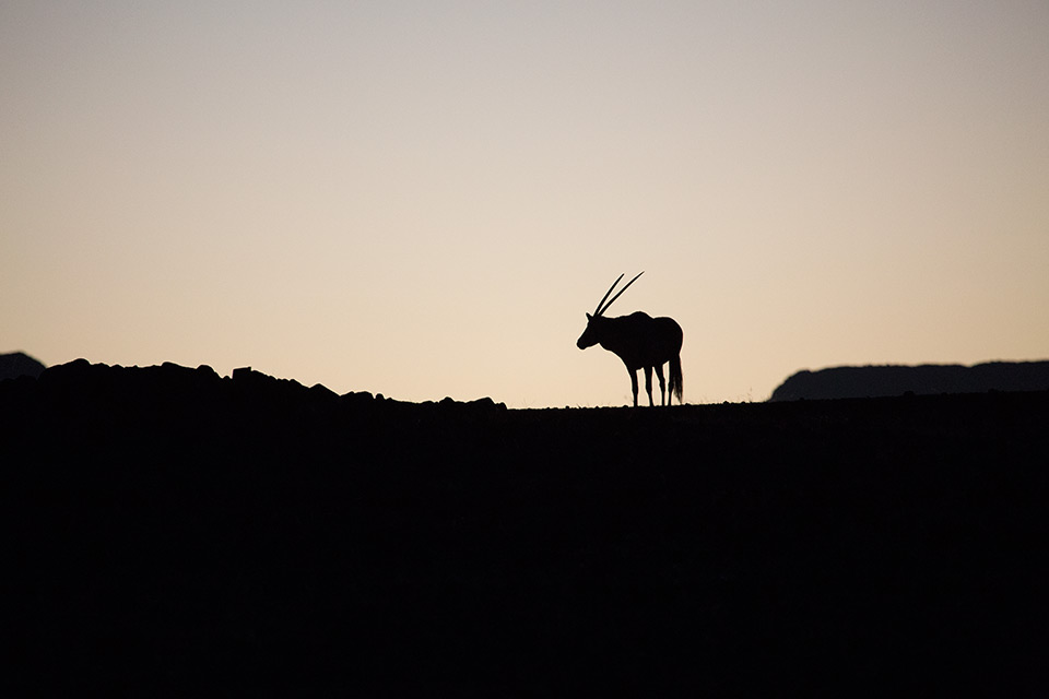 Oryx at sunrise