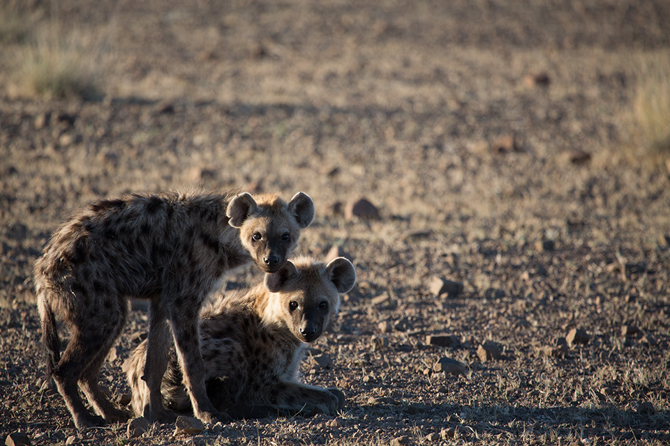 Spotted hyaena in Damaraland