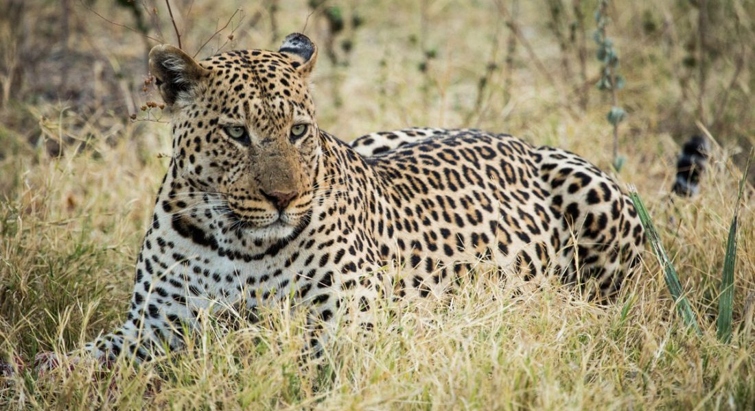 Leopard Mania in Botswana