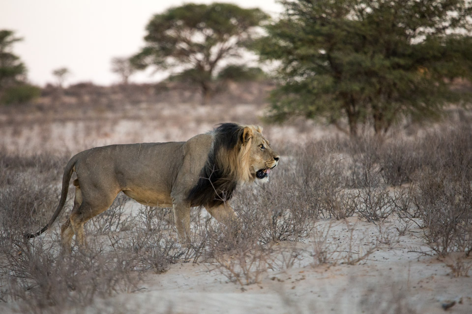Following a beautiful black-maned lion through the dunes of the Kalahari