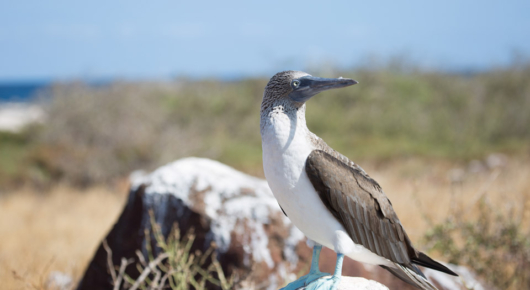 Getting to within a few metres of a blue footed booby in the Galapagos islands