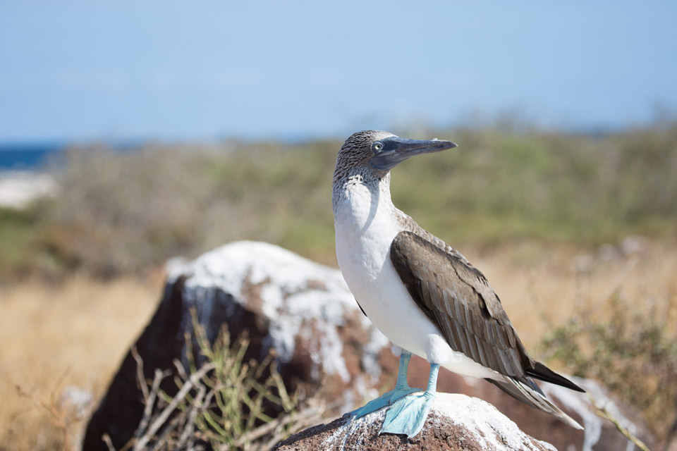 Getting to within a few metres of a blue footed booby in the Galapagos islands