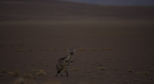 Having an Aardwolf investigate your sundowners in the Sossusvlei dunes, Namibia