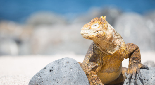 Photographing land iguanas on the Galapagos islands
