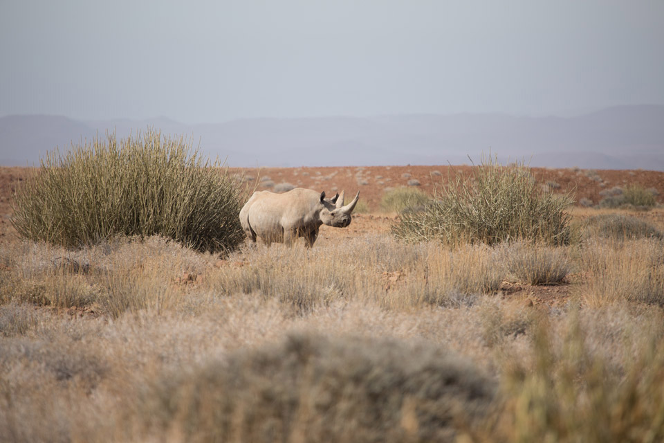 Tracking and viewing the endangered black rhino on foot in Damaraland, Namibia
