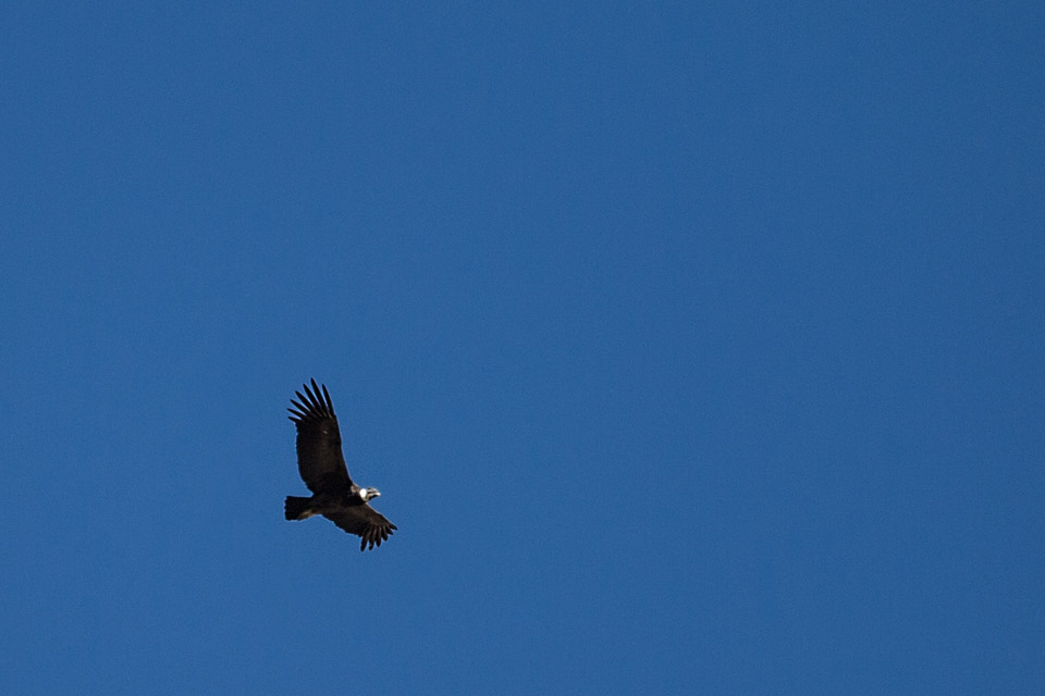 We saw condors most days