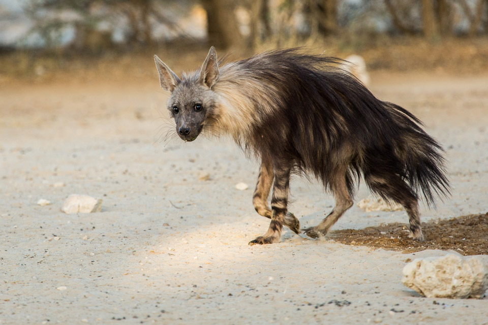 Catching a brown hyaena leave a waterhole at first light in the Kalahari