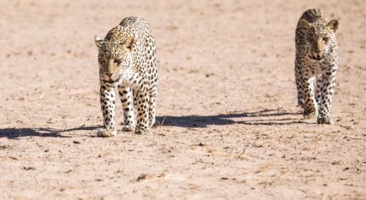 Spending an hour and a half with a pair of hunting leopards in the Kalahari