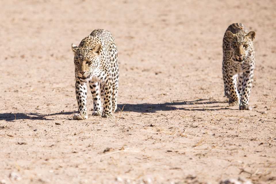 Spending an hour and a half with a pair of hunting leopards in the Kalahari