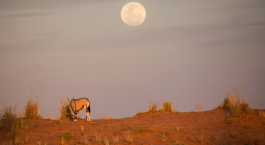 Watching the moon rise over the red dunes of the Kgalagadi Transfrontier Park