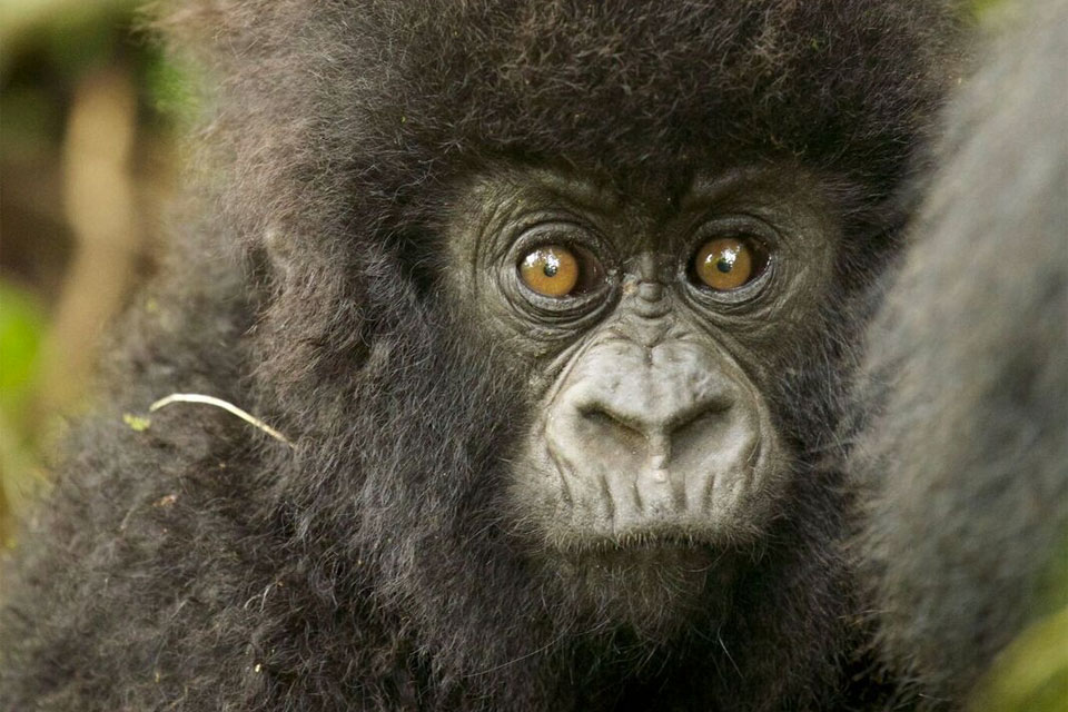 A young gorilla clutches at his mother