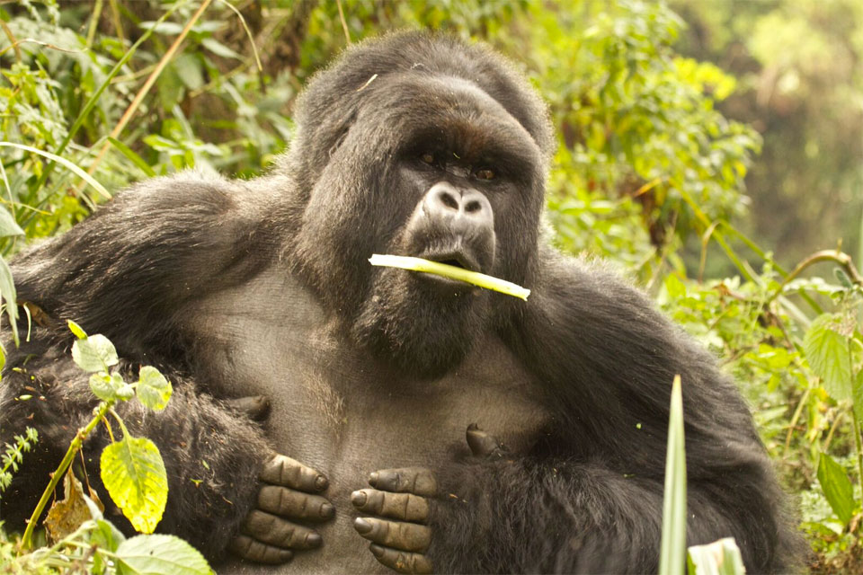 A silverback mountain gorilla shows his strength