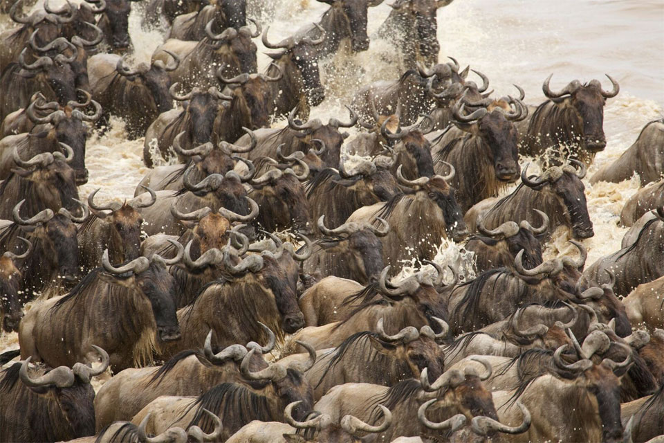 Few things compare to the power and energy of the Great Migration