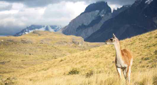 A guanaco on the lookout