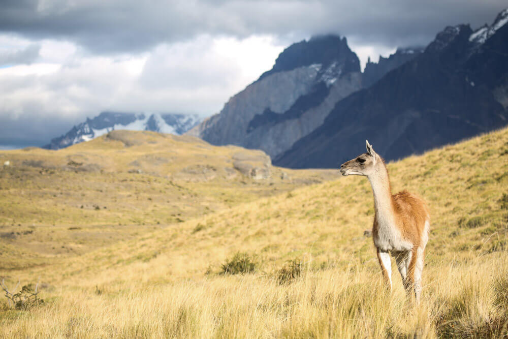 A guanaco on the lookout