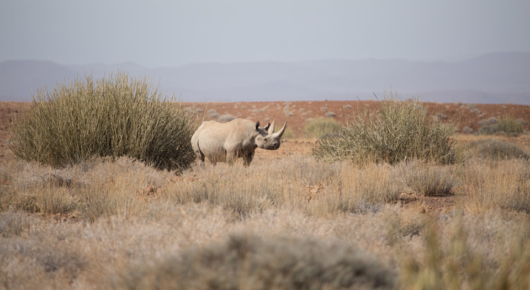 Black rhino in Damaraland