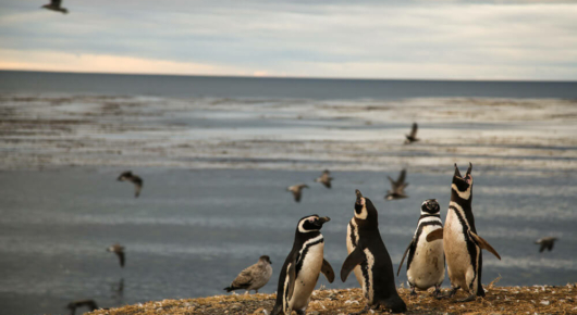 Magellanic Penguins in the Strait of Magellan