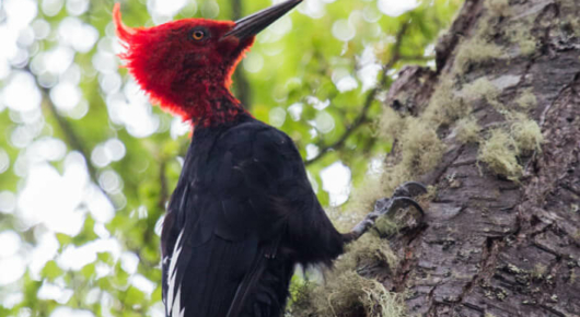 Magellanic woodpecker - one of the largest woodpeckers on earth